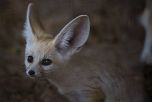 A 6-week old Fennec fox, the smallest species of foxes, and a native to the Sahara desert in Africa, sits in the Ramat Gan Safari Park , Nov. 6, 2016. Photo Credit: Ariel Schalit / AP