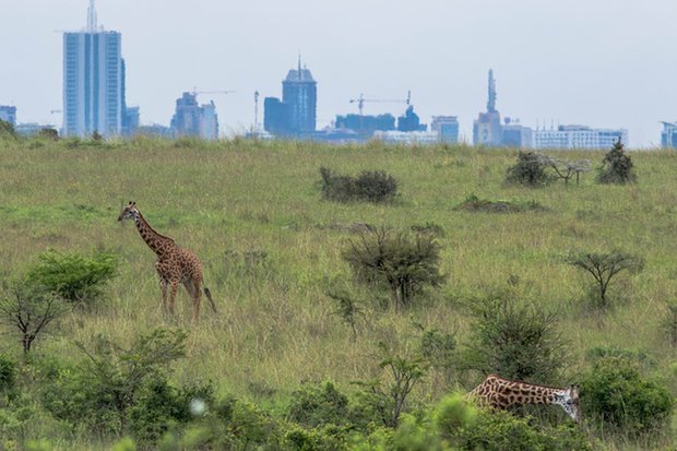 Giraffes grazing in the Nairobi national park. Photo credit: Grayling Kenya Photo/Stuart