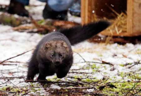 A Pacific fisher takes off running after being released into a forest at Mount Rainier National Park. Photo Credit: Elaine Thompson, AP