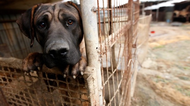 New Bill Makes Animal Cruelty A Felony