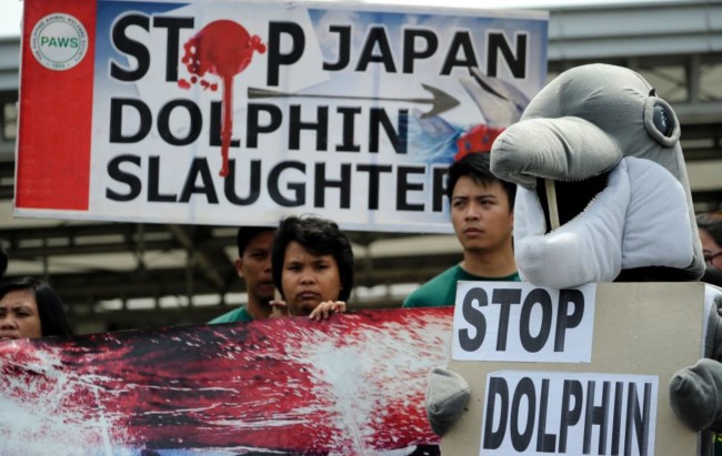 Dolphin Killing Season Surfaces In Japan