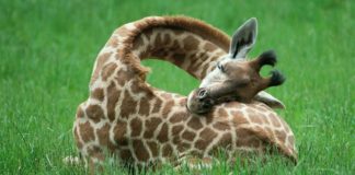From Dog-Tired To In A Fox’s Sleep: Animal Sleeping Habits Explored
