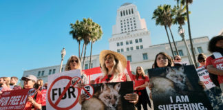 New Tool Helps Online Shoppers Go Cruelty-Free