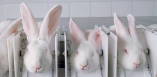 Introducing The First State To Ban Beauty Products Tested On Animals