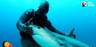 Woman Is A Shark Whisperer