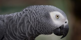 18 Quotes To Celebrate National Bird Day