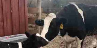 Pregnant Cow Takes Brave Leap Onto Highway To Save Herself