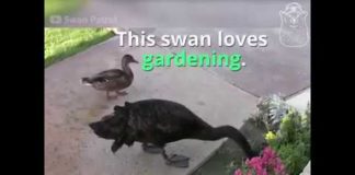 This Swan Is An Incredible Gardener