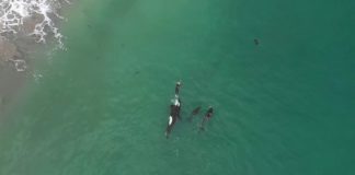 Killer Whales Join Swimmer