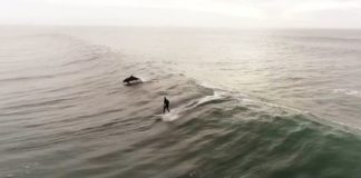 Surf Buddies: Dolphins Ride Waves With Surfer