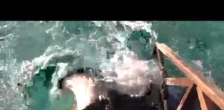 Hungry Stingray Jumps Onto Ramp For Food