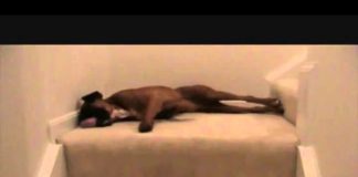 You’ll Never Believe What This Boxer Does Every Morning