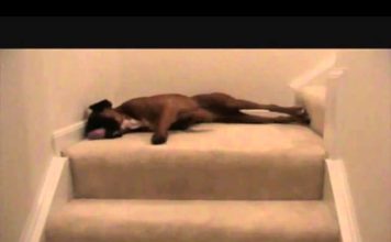 You’ll Never Believe What This Boxer Does Every Morning