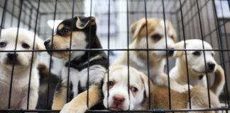 Self-Isolation Doesn’t Have To Be Lonely: Shelter Encourages Fostering A Pet During COVID-19 Pandemic