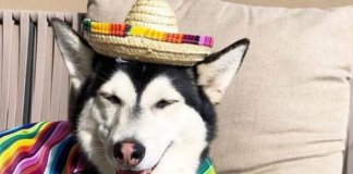 Coping With Coronavirus: Dogs Enjoying Quarantine (PHOTOS)