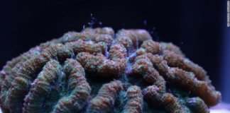 This Breakthrough Will Help Save Our Coral Reefs