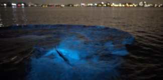San Diego Sea Lion Plays In Bioluminescent Waters