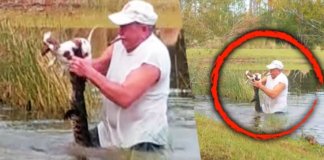 Florida Man Jumps Into Action To Rescue Puppy From Alligator’s Jaws